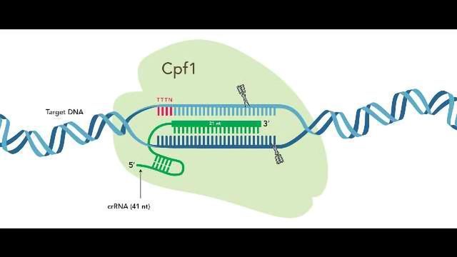 IDT First to Market With Complete Cpf1-based CRISPR Genome Editing System content piece image 