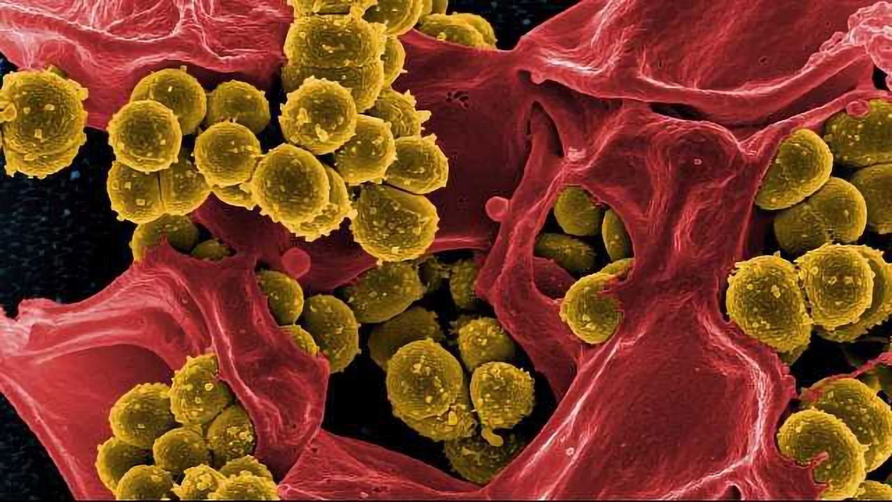 New Immune Cell Characterised