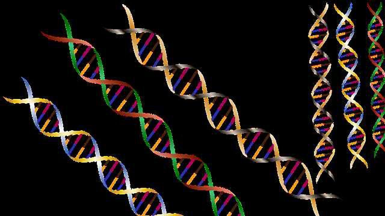 A New Study Shows How Ribosome Chaperones Work