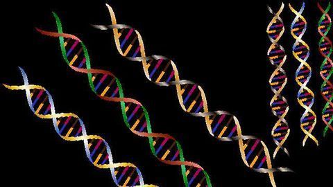 A New Study Shows How Ribosome Chaperones Work