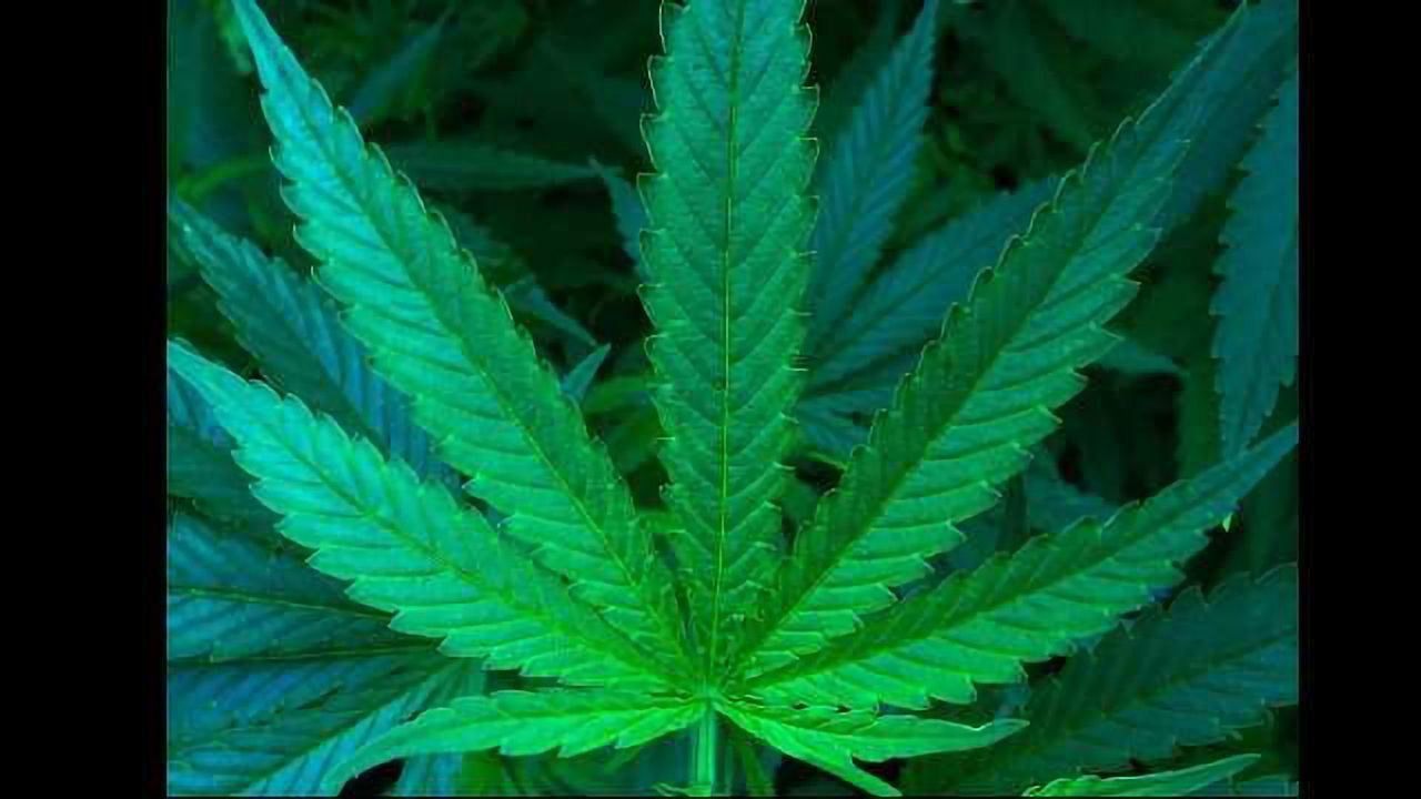Cannabis Could Help with Opioid Addiction