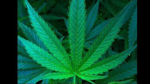 Cannabis Could Help with Opioid Addiction
