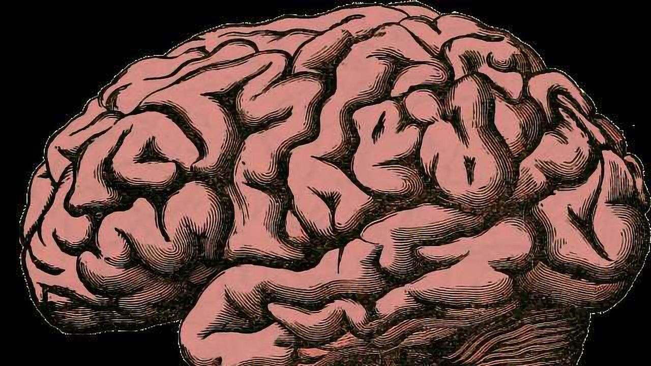 High-Resolution Images Show How the Brain Resets During Sleep