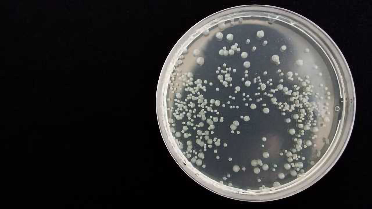 Engineered Bacteria Produce Rare and Commercially Useful Compounds