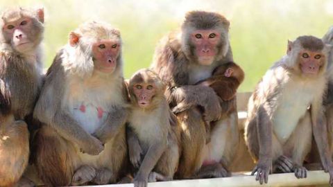 Successful Vasalgel™ Trial In Monkeys