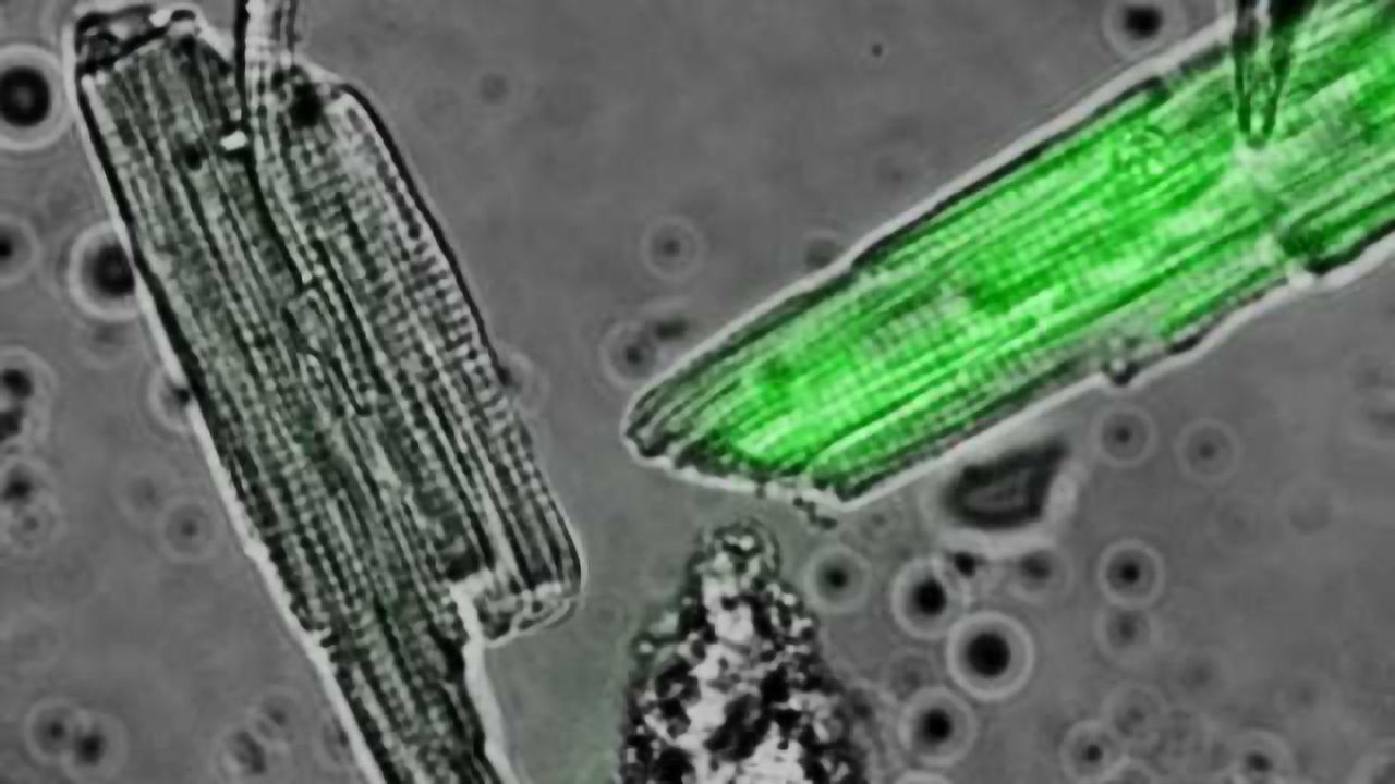 A New Approach to Stem Cell Maturation