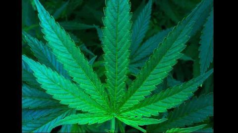 Regulating Cannabis Market Helps Those at High Risk