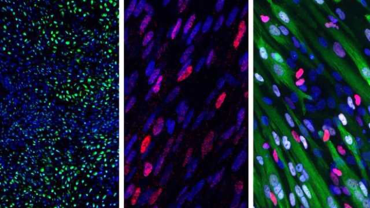Stem Cells Turned into Somites