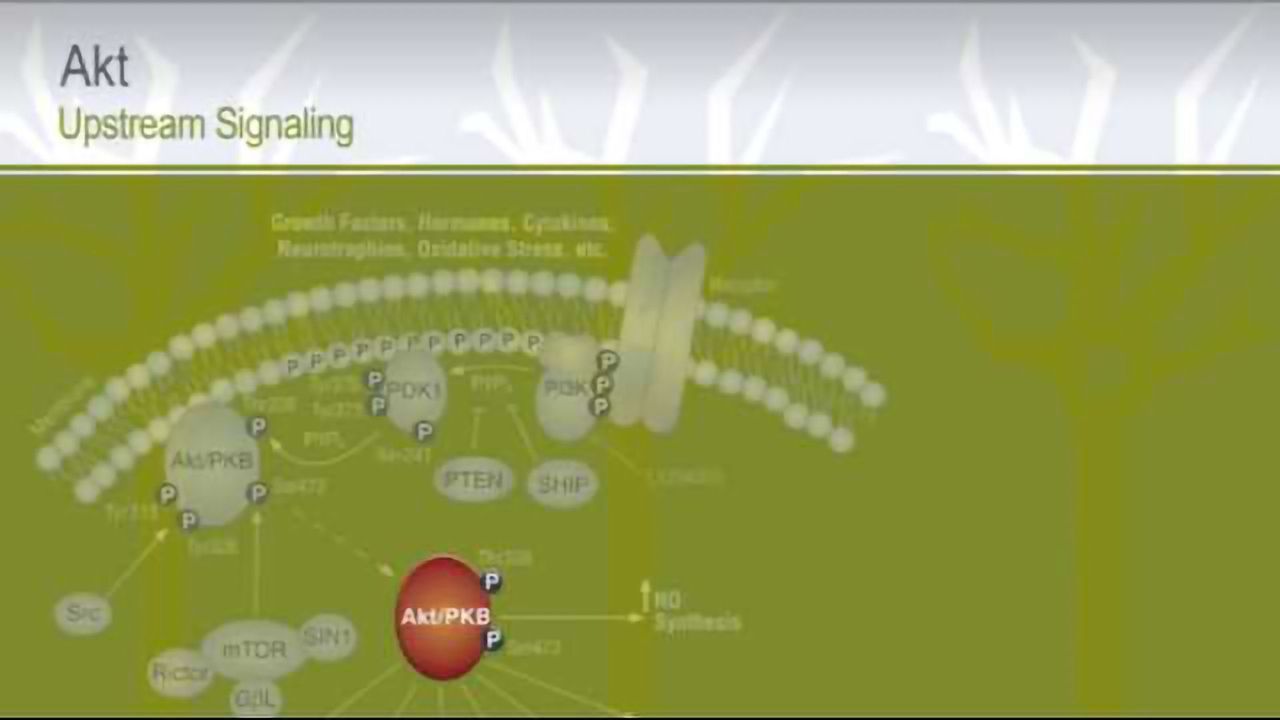 PI3K - Akt Upstream Signaling from Cell Signaling Technology, Inc.