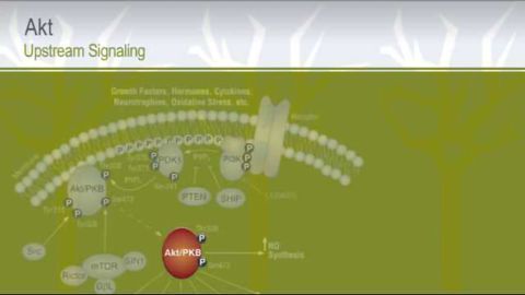 PI3K - Akt Upstream Signaling from Cell Signaling Technology, Inc.