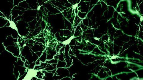 Cutting Edge Tools For Neuroscience Research