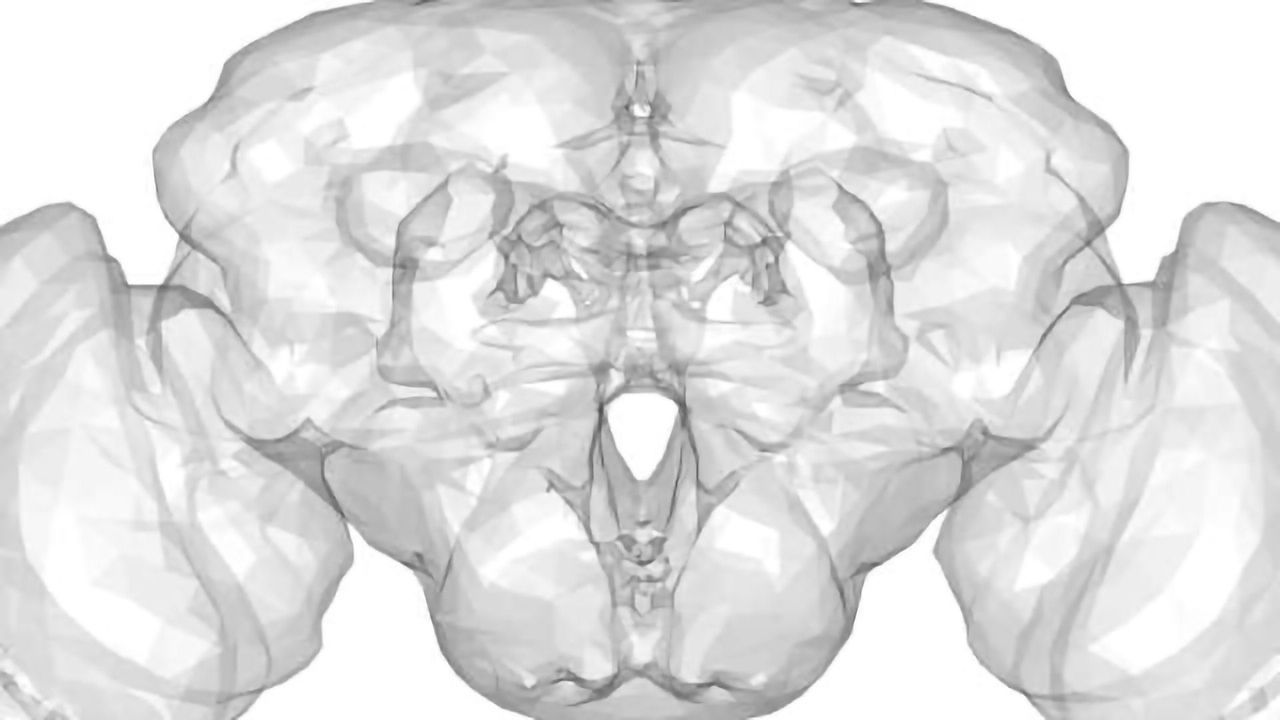 Zooming-In On Connectomics: From Neural Networks To Synapses