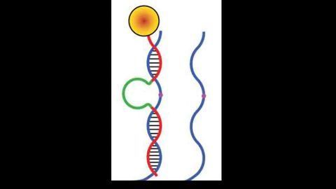 Super-resolution System Reveals Mechanics of Tiny ‘DNA Walker’