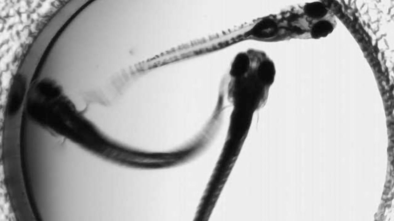 From Fish Model Of Epilepsy To Clinic