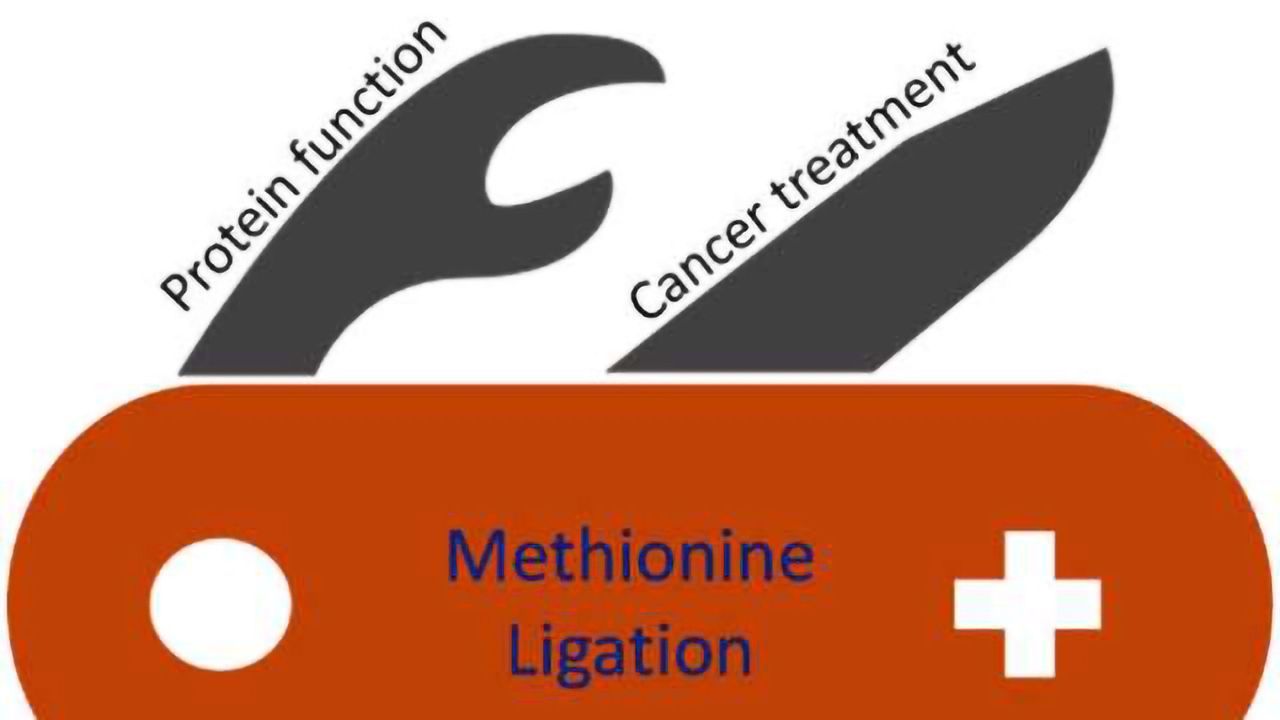New Method of Protein Ligation Developed