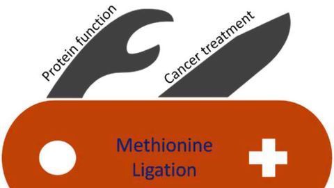 New Method of Protein Ligation Developed
