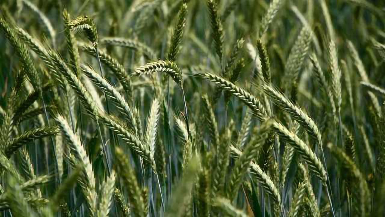 Breakthrough in Environmentally Friendly Pesticides