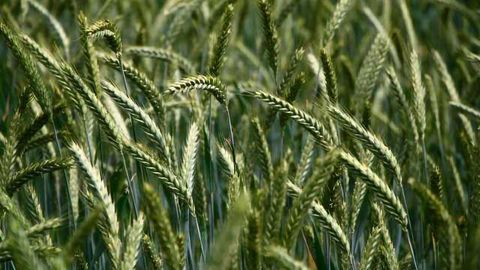 Breakthrough in Environmentally Friendly Pesticides