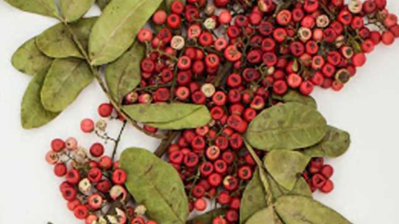 Plant Power Disables MRSA Bacteria