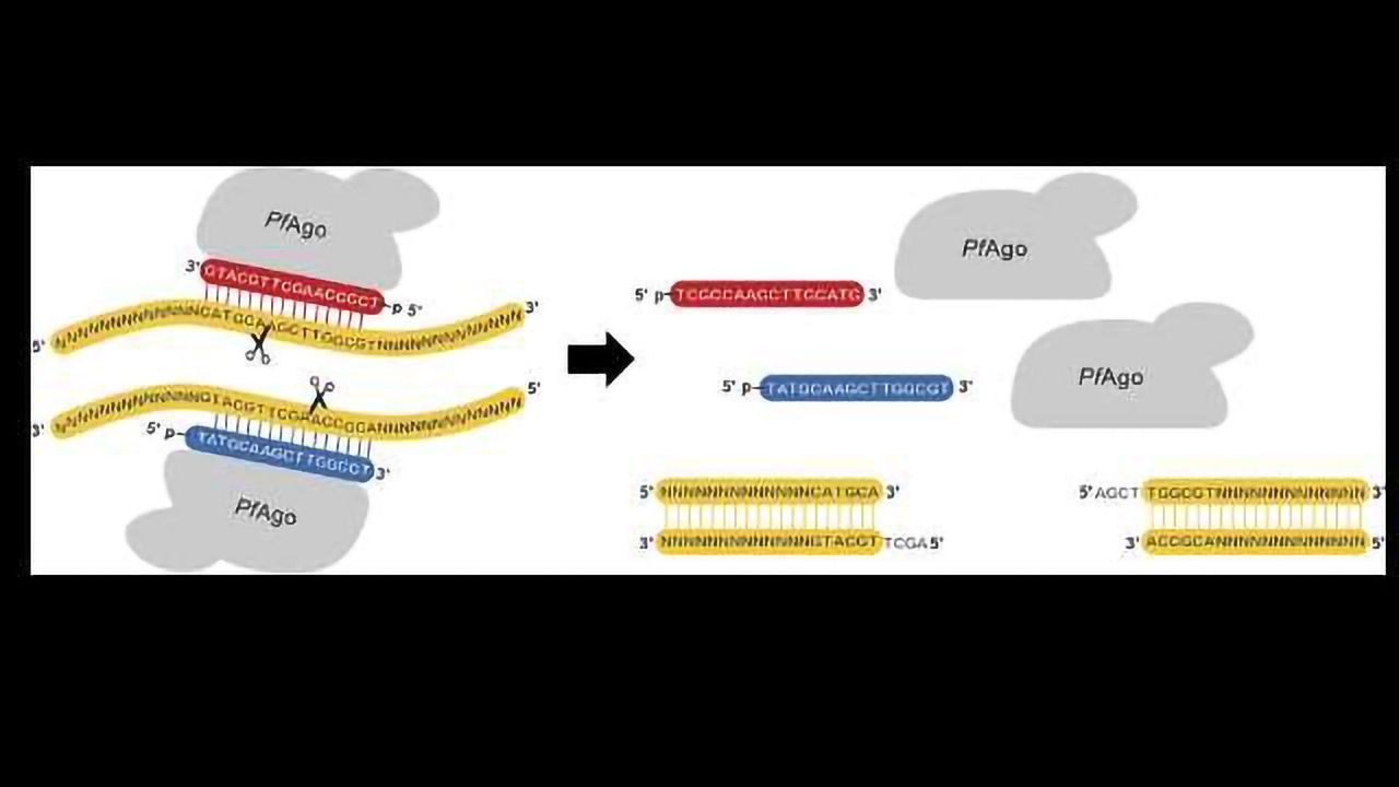 Pioneering A New Gene Editing Technology