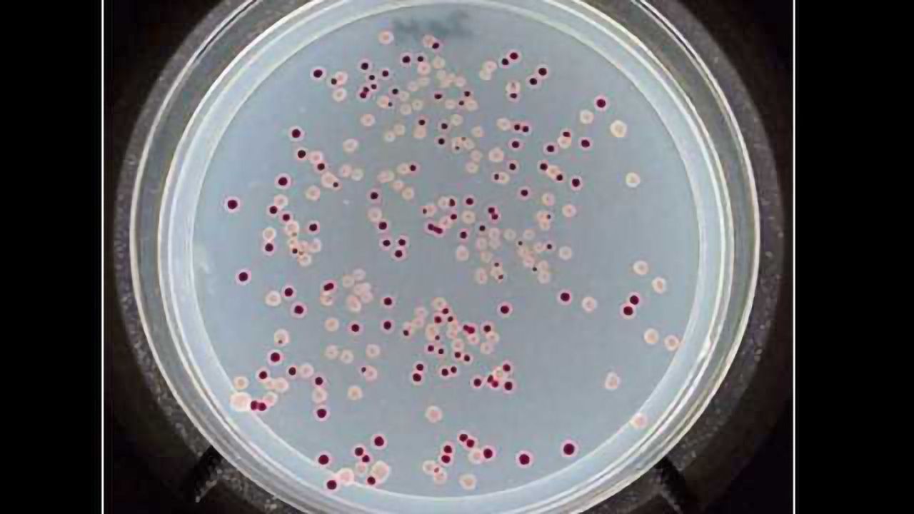 Unlocking Antibiotic Resistance with Nanopore Sequencing