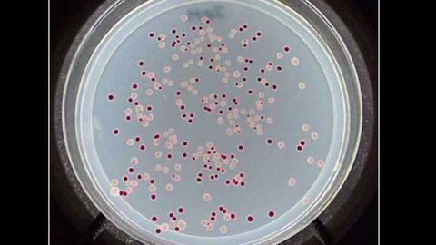 Unlocking Antibiotic Resistance with Nanopore Sequencing