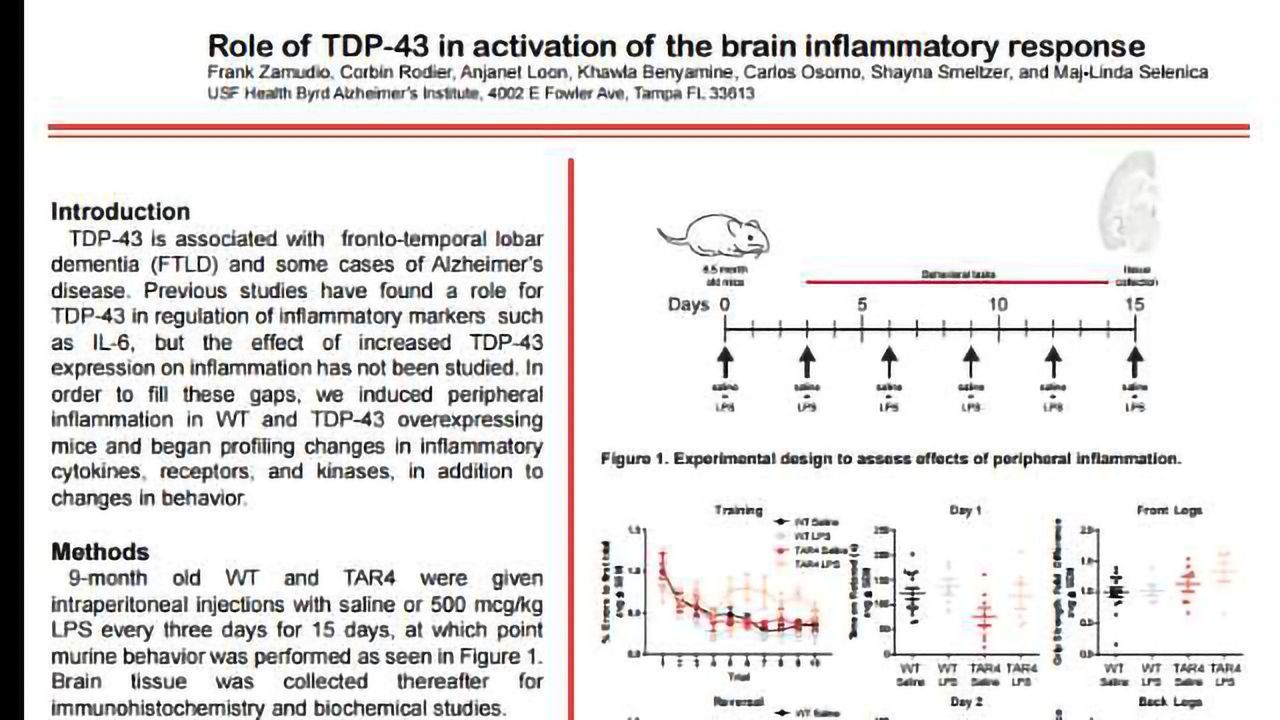 Role of TDP-43 in activation of the brain inflammatory response