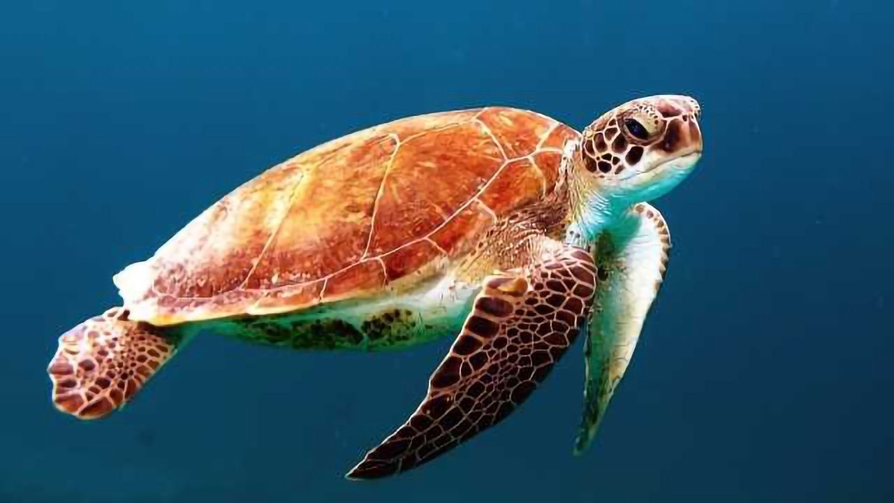 High Levels of Metals Found in Queensland Turtle Blood