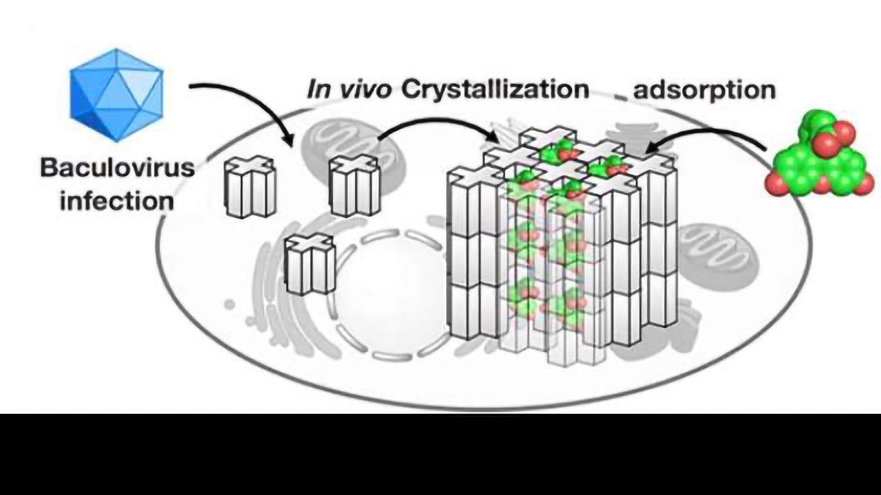 In Cell Molecular Sieve From Protein Crystal