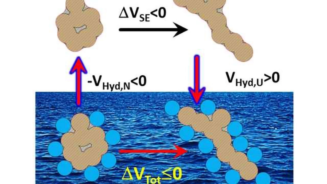 50 Year-Old Protein Volume Paradox Resolved