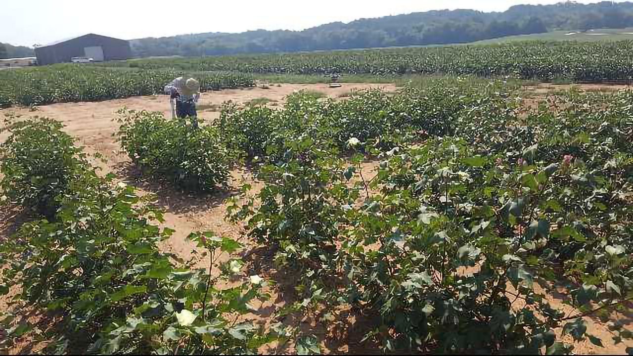 Using Drones to Accelerate Plant Genetics Research