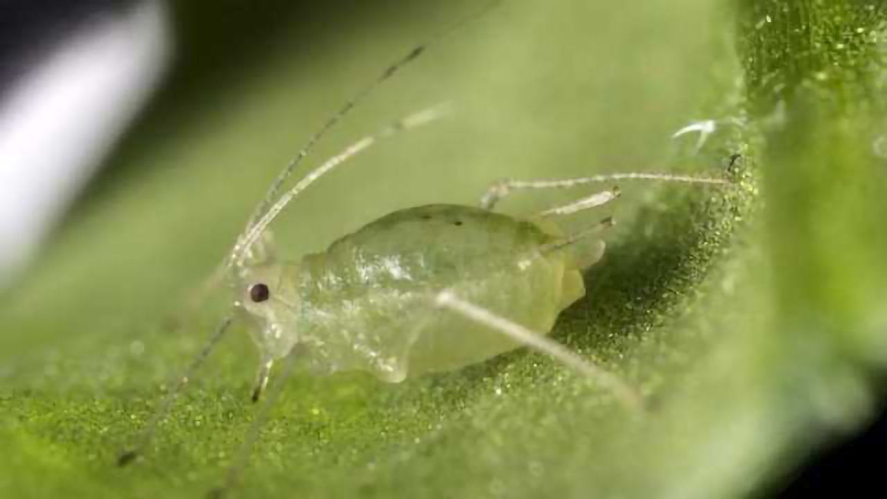 How to Be a Successful Pest