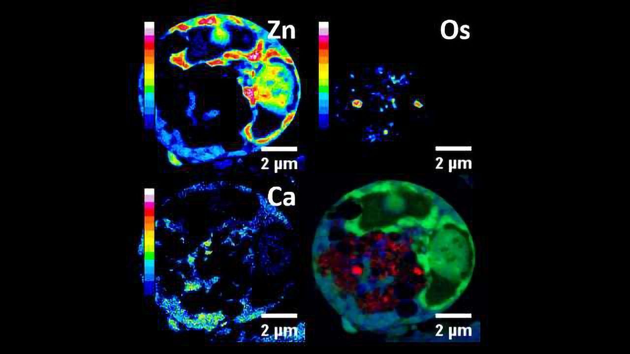 Targeting, Killing Cancer Cells From the Inside