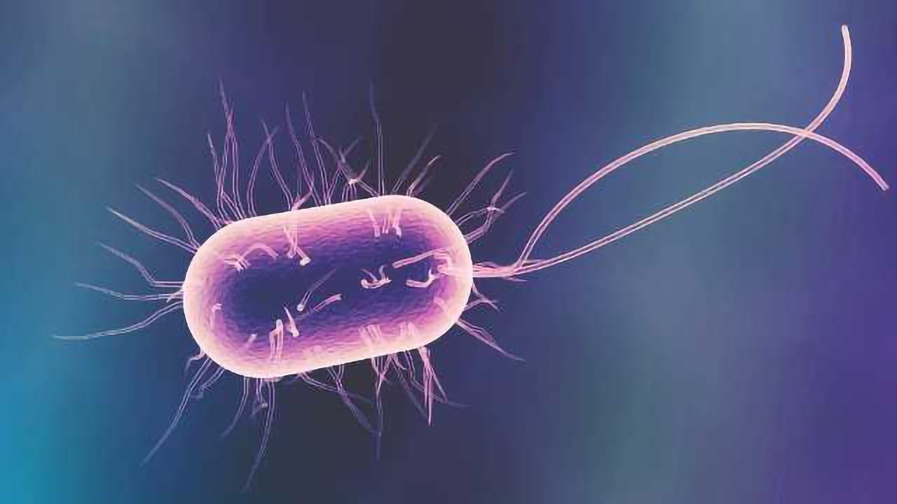 Gut Bugs Advance Alzheimer's Disease