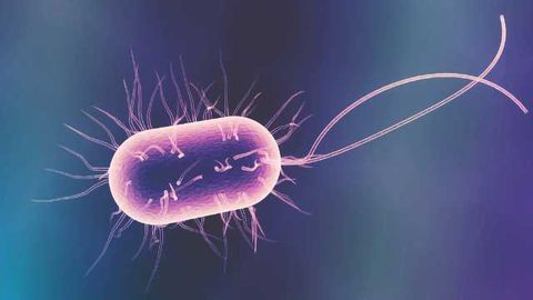 Gut Bugs Advance Alzheimer's Disease