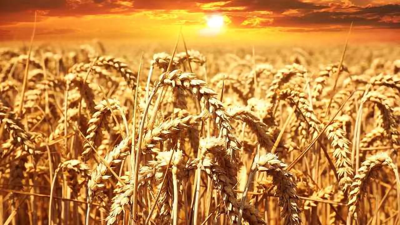 Gluten-Free Diet Increases Risk of Exposure to Toxic Metals