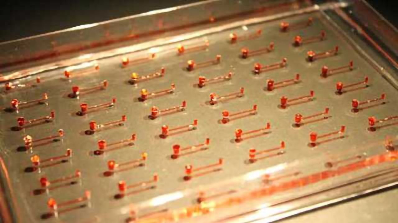 Growing Stem Cells on a Chip