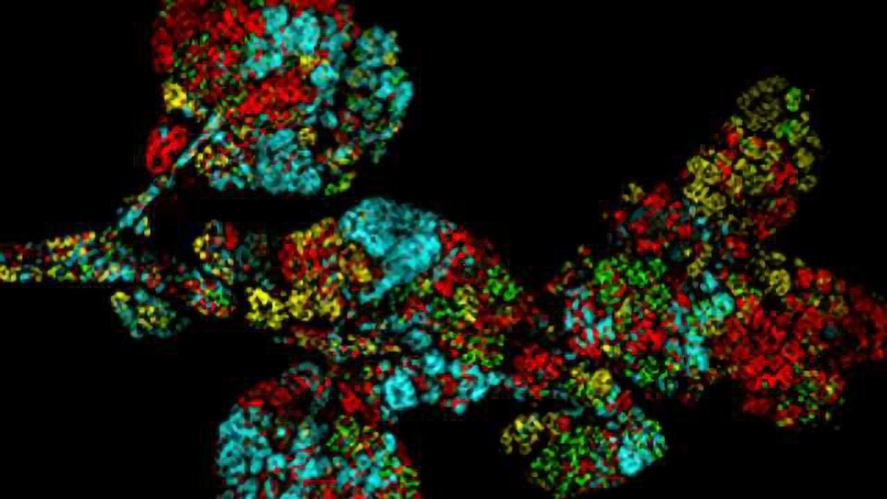 New Breast Stem Cells Revealed