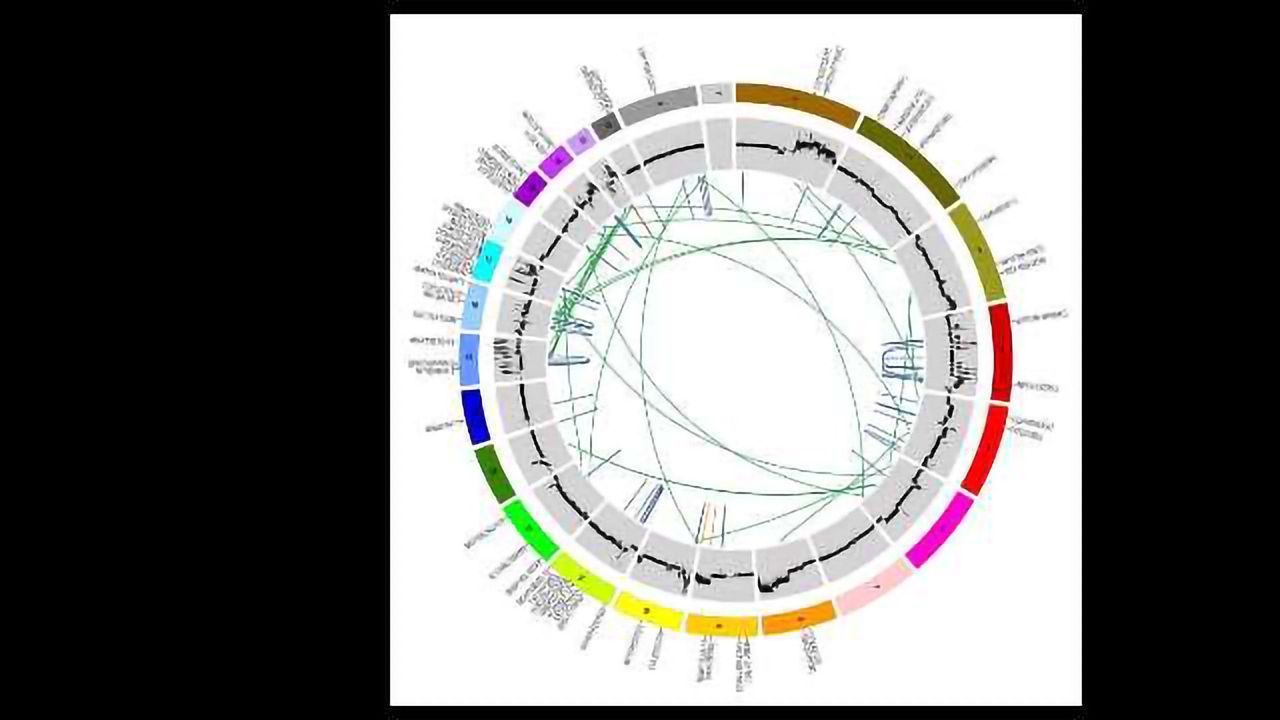 The Genomics of Cervical Cancer