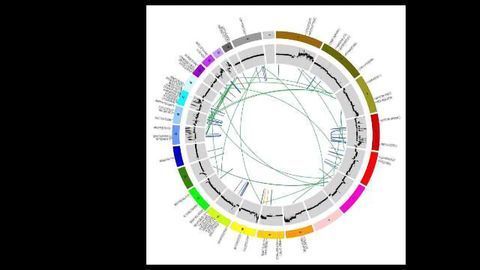 The Genomics of Cervical Cancer