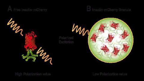 Understanding HomoFRET