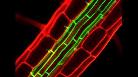 New Hormone Aids Waterproof Barrier Formation in Plants