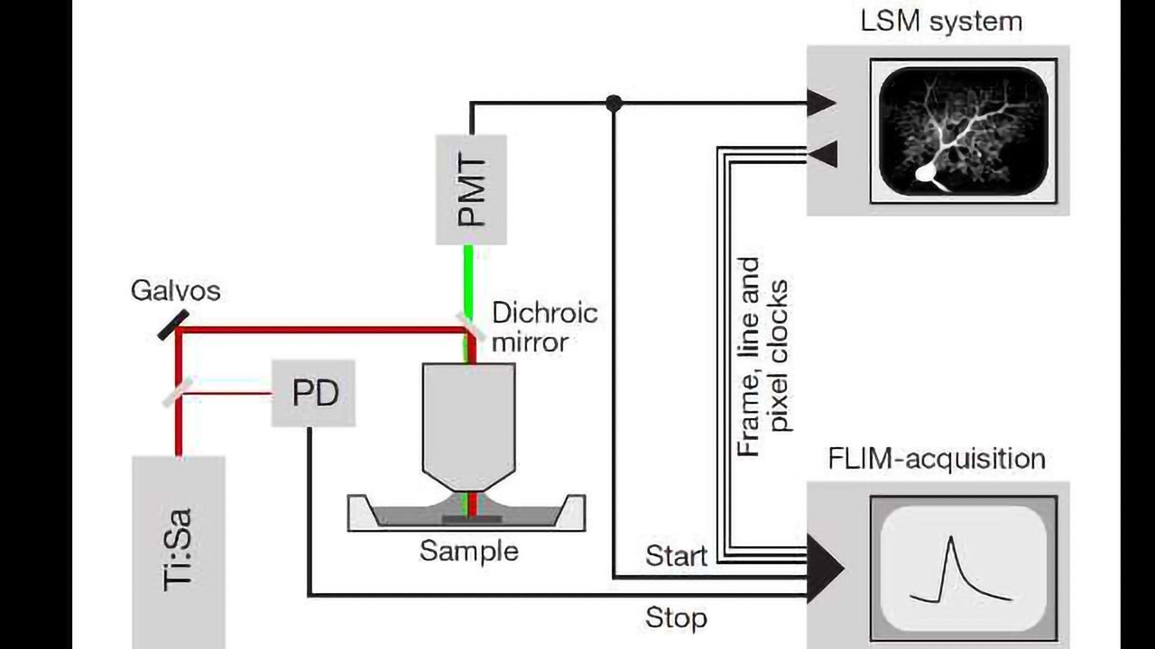 Using a Scientifica Multiphoton SliceScope for Fluorescence Lifetime Imaging