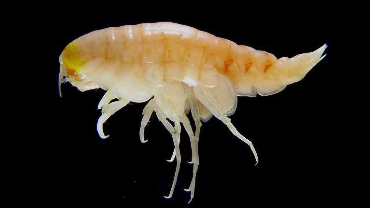 Banned Chemicals Found in the Ocean