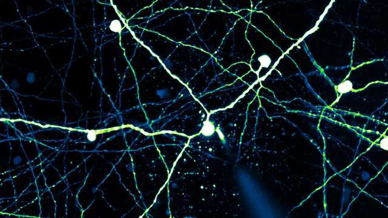 Visual Stimulation of Retinal Explants on a Standard Multiphoton Microscope.