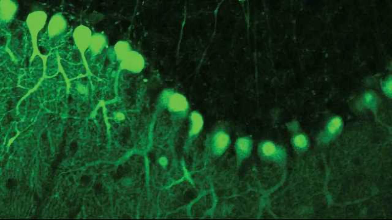 Muscle-controlling neurons know when they mess up, according to research