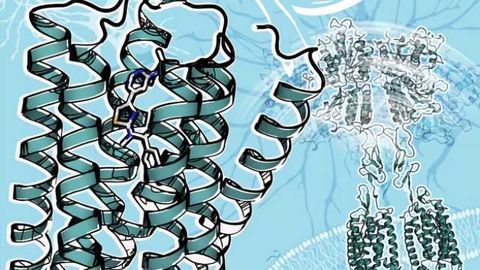 Scientists Create Most Detailed Picture Ever of Membrane Protein Linked to Learning, Memory, Anxiety, Pain and Brain Disorders