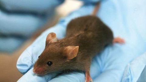 Functioning of aged brains and muscles in mice made younger Functioning of aged brains and muscles in mice made younger