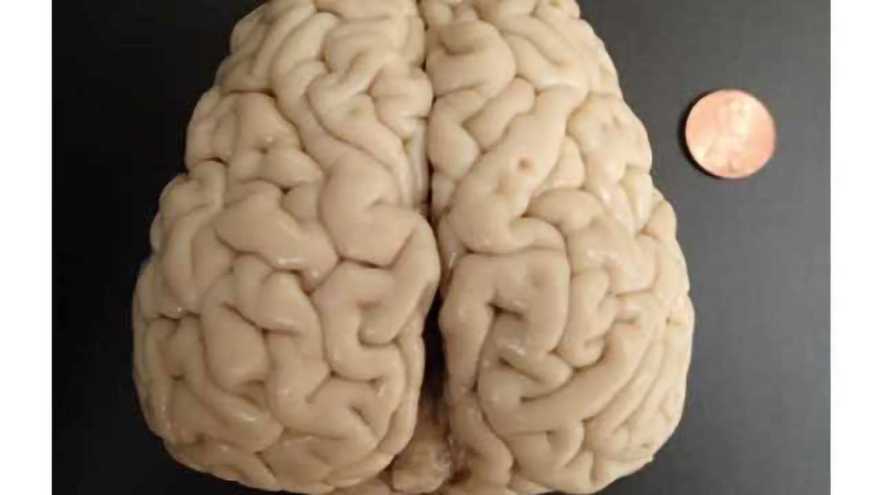 Scientists establish first map of the sea lion brain