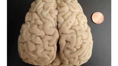 Scientists establish first map of the sea lion brain